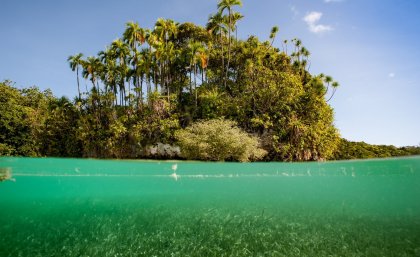 Seagrass and adjacent land in Palau (Photo by Mark Priest) Seagrass and adjacent land in Palau (Photo by Mark Priest)